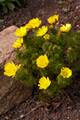 Adonis vernalis IMG_9468 Miłek wiosenny